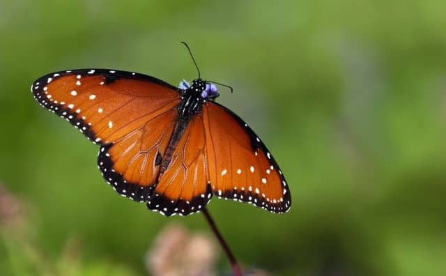 Pourquoi rêver de papillon en islam ?