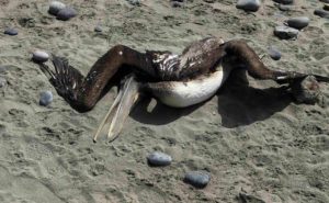 Rêver de pélican mort : quelles interprétations et significations ?