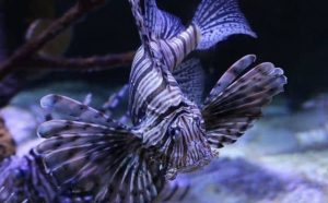 Rêver de poisson violet : quelles interprétations et significations ?