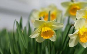 Comment bien interpréter rêver de jonquilles ?