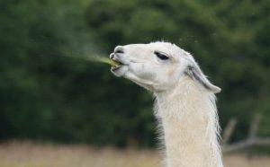 Rêver de lama qui crache : quelles interprétations, symbolisme et significations ?
