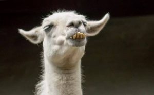 Rêver de lama qui attaque : quelles interprétations, symbolisme et significations ?