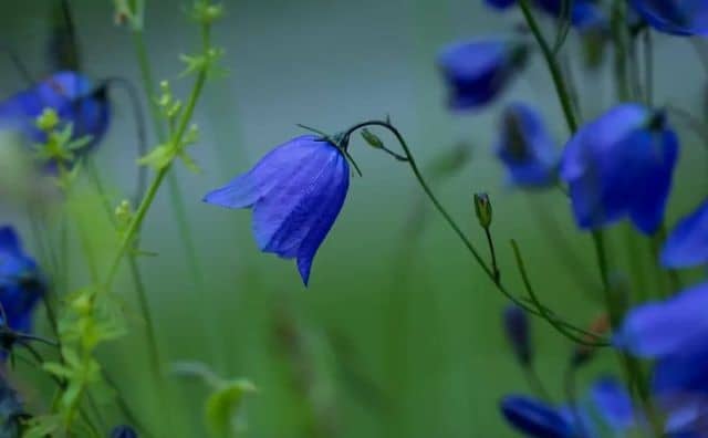 Campanule bleue : symbole et signification