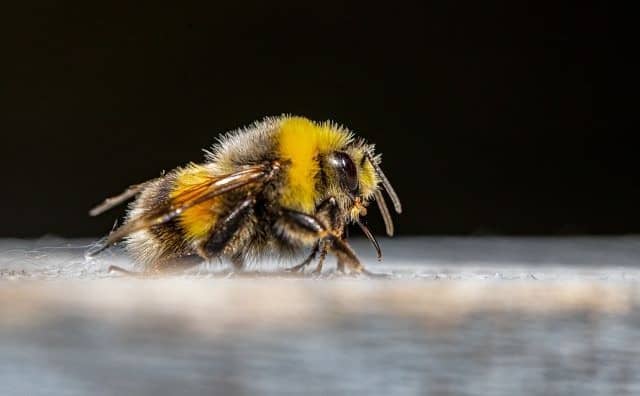 Le bourdon et ses interprétations symboliques :