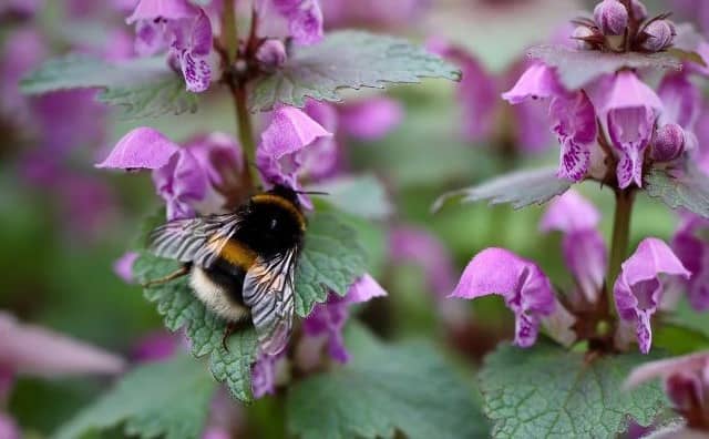 Symbolisme spirituel du bourdon :