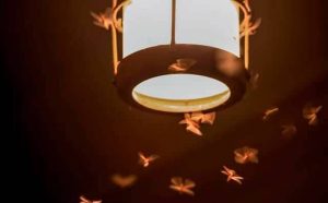 Rêver d'insectes volants : quelles interprétations, analyses et significations ?