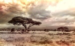 Rêver de savane : quelles interprétations, analyses et significations ?