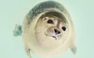 Rêver de phoque : quelles interprétations, analyses et significations ?