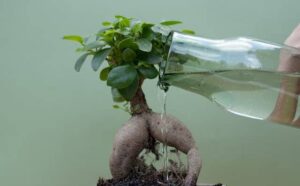 Rêver d'arrosage : quelles interprétations, analyses et significations ?