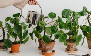 Rêver d'arroser des plantes : quelles interprétations, analyses et significations ?