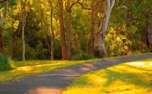 Pourquoi rêver d’un sentier de forêt ?