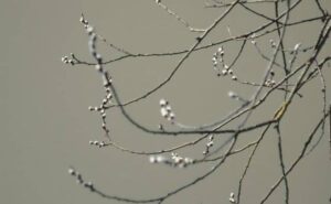 Pourquoi rêver de bourgeons ?