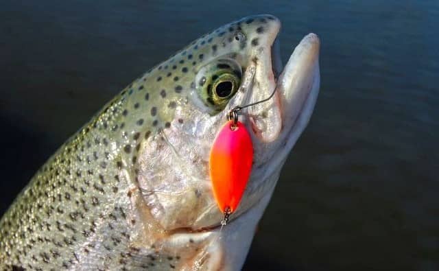 Pourquoi rêver de pêcher une truite ?